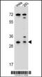 Ephrin B2 antibody, TA324420, Origene, Western Blot image 