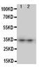 Aquaporin 8 antibody, LS-C312669, Lifespan Biosciences, Western Blot image 