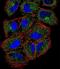 Phospholipase C Like 2 antibody, LS-C163779, Lifespan Biosciences, Immunofluorescence image 