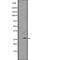 Carcinoembryonic Antigen Related Cell Adhesion Molecule 3 antibody, abx147500, Abbexa, Western Blot image 