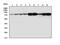 Calpain-1 catalytic subunit antibody, PA1364, Boster Biological Technology, Western Blot image 