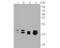 NME/NM23 Nucleoside Diphosphate Kinase 1 antibody, NBP2-80394, Novus Biologicals, Western Blot image 