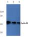 Cyclin E1 antibody, GTX66618, GeneTex, Western Blot image 