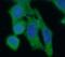 6-pyruvoyl tetrahydrobiopterin synthase antibody, FNab06952, FineTest, Immunofluorescence image 