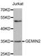 Gem Nuclear Organelle Associated Protein 2 antibody, A3082, ABclonal Technology, Western Blot image 