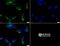 Golgi Membrane Protein 1 antibody, NBP1-50627, Novus Biologicals, Immunocytochemistry image 