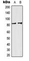 Sp3 Transcription Factor antibody, LS-C354250, Lifespan Biosciences, Western Blot image 