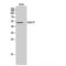 Rab3A-interacting protein antibody, LS-C385719, Lifespan Biosciences, Western Blot image 