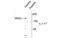 Glutamate Ionotropic Receptor NMDA Type Subunit 2C antibody, MBS835409, MyBioSource, Western Blot image 