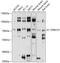 Zwilch Kinetochore Protein antibody, 15-639, ProSci, Western Blot image 