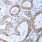 TNFRSF1A Associated Via Death Domain antibody, LS-C358373, Lifespan Biosciences, Immunohistochemistry frozen image 