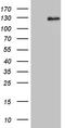 DPR1 antibody, LS-C791942, Lifespan Biosciences, Western Blot image 