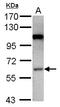 Mitogen-Activated Protein Kinase Kinase Kinase 3 antibody, LS-C155322, Lifespan Biosciences, Western Blot image 