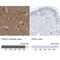 Profilin 2 antibody, NBP1-87426, Novus Biologicals, Immunohistochemistry paraffin image 