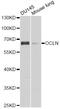 Occludin antibody, LS-C747716, Lifespan Biosciences, Western Blot image 