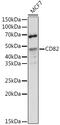 CD82 Molecule antibody, GTX55563, GeneTex, Western Blot image 