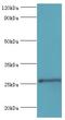 Tissue Factor Pathway Inhibitor 2 antibody, LS-C376771, Lifespan Biosciences, Western Blot image 