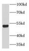 Keratin 80 antibody, FNab04657, FineTest, Western Blot image 