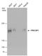Zinc Finger MYND-Type Containing 8 antibody, GTX111462, GeneTex, Western Blot image 