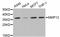 Matrix Metallopeptidase 12 antibody, abx125369, Abbexa, Western Blot image 