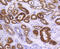 Aldehyde Dehydrogenase 1 Family Member A1 antibody, 13-927, ProSci, Immunohistochemistry frozen image 