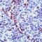Granzyme B antibody, 51-110, ProSci, Immunohistochemistry frozen image 