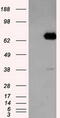 Leukotriene A4 Hydrolase antibody, TA500663S, Origene, Western Blot image 