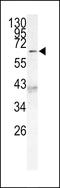 MLLT3 Super Elongation Complex Subunit antibody, LS-C100430, Lifespan Biosciences, Western Blot image 