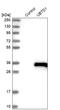 Ubiquitin Domain Containing 1 antibody, HPA034825, Atlas Antibodies, Western Blot image 