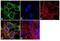 Cholinergic Receptor Muscarinic 2 antibody, GTX22805, GeneTex, Immunocytochemistry image 