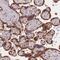 Transmembrane P24 Trafficking Protein 3 antibody, PA5-61930, Invitrogen Antibodies, Immunohistochemistry frozen image 