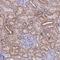 ER Membrane Protein Complex Subunit 8 antibody, NBP2-13864, Novus Biologicals, Immunohistochemistry frozen image 