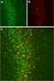 Potassium Calcium-Activated Channel Subfamily M Regulatory Beta Subunit 2 antibody, GTX16645, GeneTex, Immunohistochemistry frozen image 