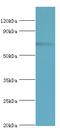 Long-chain fatty acid transport protein 4 antibody, MBS968905, MyBioSource, Western Blot image 