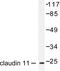 Claudin 11 antibody, LS-C175965, Lifespan Biosciences, Western Blot image 