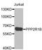 Protein Phosphatase 2 Scaffold Subunit Abeta antibody, orb247581, Biorbyt, Western Blot image 