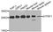 ATP synthase subunit b, mitochondrial antibody, STJ29959, St John