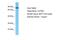 CLPTM1 Regulator Of GABA Type A Receptor Forward Trafficking antibody, PA5-46801, Invitrogen Antibodies, Western Blot image 