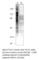 Tetratricopeptide Repeat Domain 27 antibody, TTC27-101AP, FabGennix, Western Blot image 