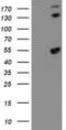 Spermine Synthase antibody, NBP2-00900, Novus Biologicals, Western Blot image 