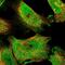 Cyclin G2 antibody, NBP1-87518, Novus Biologicals, Immunofluorescence image 