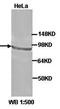 Argonaute RISC Component 4 antibody, orb77107, Biorbyt, Western Blot image 