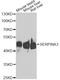 Serpin Family A Member 3 antibody, A1021, ABclonal Technology, Western Blot image 