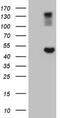 GNAS Complex Locus antibody, NBP2-45899, Novus Biologicals, Western Blot image 