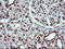 Dynamin 1 Like antibody, LS-C174692, Lifespan Biosciences, Immunohistochemistry frozen image 
