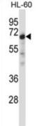 Nuclear Receptor Binding Protein 1 antibody, abx027673, Abbexa, Western Blot image 