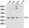 MCL1 Apoptosis Regulator, BCL2 Family Member antibody, LS-C192673, Lifespan Biosciences, Western Blot image 