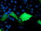 TUB Like Protein 3 antibody, LS-C786776, Lifespan Biosciences, Immunofluorescence image 