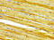 Calsequestrin 2 antibody, CSB-PA004557LA01HU, Cusabio, Immunohistochemistry frozen image 
