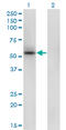 Serine Hydroxymethyltransferase 1 antibody, LS-B4417, Lifespan Biosciences, Western Blot image 